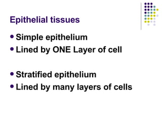 Epithelial tissues Simple epithelium Lined by ONE Layer of cell Stratified epithelium Lined by many layers of cells 