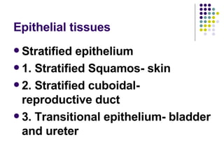 Epithelial tissues Stratified epithelium 1. Stratified Squamos- skin 2. Stratified cuboidal- reproductive duct 3. Transitional epithelium- bladder and ureter 