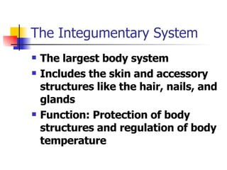 The Integumentary System The largest body system Includes the skin and accessory structures like the hair, nails, and glands Function: Protection of body structures and regulation of body temperature 