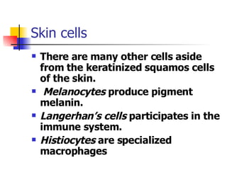 Skin cells There are many other cells aside from the keratinized squamos cells of the skin. Melanocytes  produce pigment melanin.  Langerhan’s cells  participates in the immune system.  Histiocytes  are specialized macrophages 