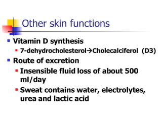 Other skin functions Vitamin D synthesis 7-dehydrocholesterol  Cholecalciferol  (D3) Route of excretion Insensible fluid loss of about 500 ml/day Sweat contains water, electrolytes, urea and lactic acid 