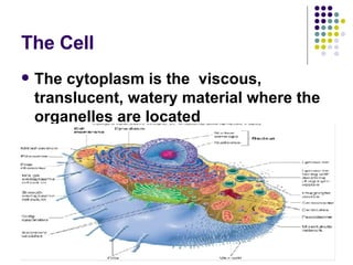 The Cell The cytoplasm is the  viscous, translucent, watery material where the organelles are located 