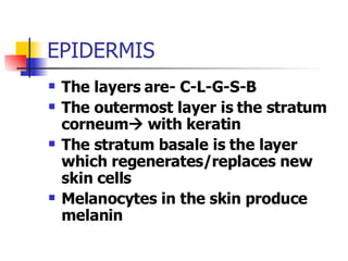 EPIDERMIS The layers are- C-L-G-S-B The outermost layer is the stratum corneum   with keratin The stratum basale is the layer which regenerates/replaces new skin cells Melanocytes in the skin produce melanin 