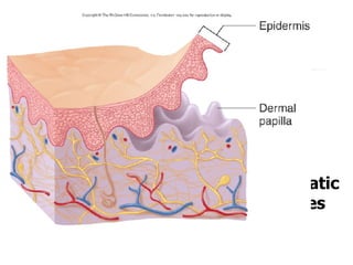 The Skin layers: DERMIS The second layer- cutis vera Is flexible and elastic Two layers- papillary and reticular Contains blood vessels, lymphatic vessels, nerves and appendages 