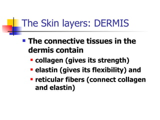 The Skin layers: DERMIS The connective tissues in the dermis contain  collagen (gives its strength) elastin (gives its flexibility) and reticular fibers (connect collagen and elastin) 