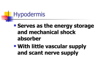 Hypodermis Serves as the energy storage and mechanical shock absorber With little vascular supply and scant nerve supply 