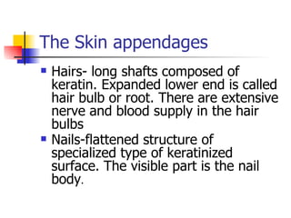 The Skin appendages Hairs- long shafts composed of keratin. Expanded lower end is called hair bulb or root. There are extensive nerve and blood supply in the hair bulbs Nails-flattened structure of specialized type of keratinized surface. The visible part is the nail body . 