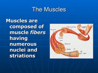 The Muscles Muscles are composed of muscle  fibers  having numerous nuclei and striations 