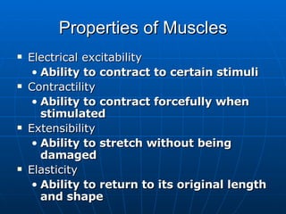 Properties of Muscles Electrical excitability Ability to contract to certain stimuli Contractility Ability to contract forcefully when stimulated Extensibility Ability to stretch without being damaged Elasticity Ability to return to its original length and shape 