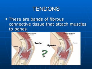 TENDONS <ul><li>These are bands of fibrous connective tissue that attach muscles to bones </li></ul>