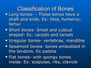 Classification of Bones <ul><li>Long bones- - These bones have a shaft and ends. Ex: tibia, humerus, femur </li></ul><ul><...