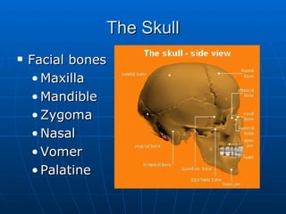 The Skull <ul><li>Facial bones </li></ul><ul><ul><li>Maxilla </li></ul></ul><ul><ul><li>Mandible </li></ul></ul><ul><ul><l...