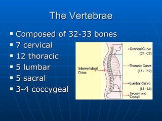 The Vertebrae <ul><li>Composed of 32-33 bones </li></ul><ul><li>7 cervical </li></ul><ul><li>12 thoracic </li></ul><ul><li...