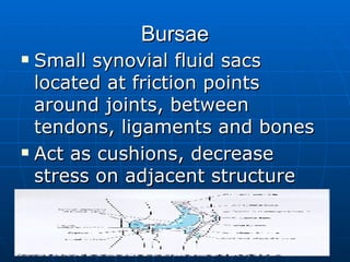 Bursae <ul><li>Small synovial fluid sacs located at friction points around joints, between tendons, ligaments and bones </...