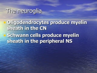 The neuroglia <ul><li>Oligodendrocytes produce myelin sheath in the CN </li></ul><ul><li>Schwann cells produce myelin shea...
