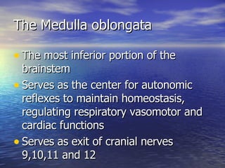 The Medulla oblongata <ul><li>The most inferior portion of the brainstem </li></ul><ul><li>Serves as the center for autono...