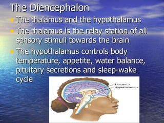The Diencephalon <ul><li>The thalamus and the hypothalamus </li></ul><ul><li>The thalamus is the relay station of all sens...