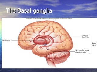 The Basal ganglia 