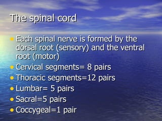 The spinal cord <ul><li>Each spinal nerve is formed by the dorsal root (sensory) and the ventral root (motor) </li></ul><u...