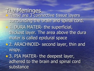 The Meninges <ul><li>These are 3 connective tissue layers surrounding the brain and spinal cord. </li></ul><ul><li>1. DURA...