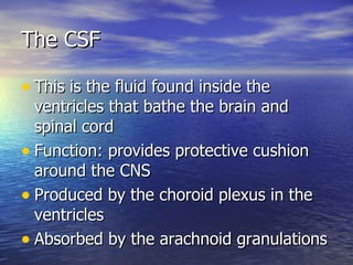 The CSF <ul><li>This is the fluid found inside the ventricles that bathe the brain and spinal cord </li></ul><ul><li>Funct...