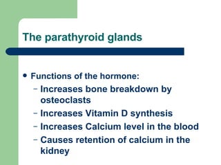 The parathyroid glands <ul><li>Functions of the hormone:  </li></ul><ul><ul><li>Increases bone breakdown by osteoclasts </...