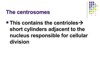 The centrosomes <ul><li>This contains the centrioles   short cylinders adjacent to the nucleus responsible for cellular d...