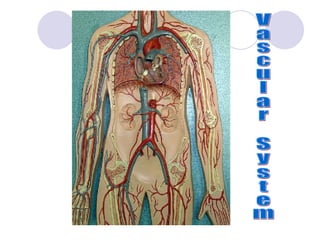Vascular System 