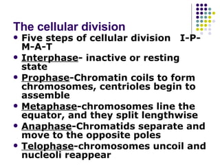 The cellular division <ul><li>Five steps of cellular division  I-P-M-A-T </li></ul><ul><li>Interphase - inactive or restin...