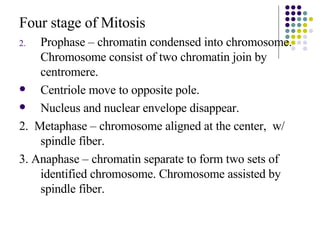 <ul><li>Four stage of Mitosis </li></ul><ul><li>Prophase – chromatin condensed into chromosome. Chromosome consist of two ...
