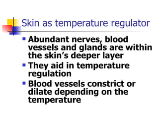 Skin as temperature regulator <ul><li>Abundant nerves, blood vessels and glands are within the skin’s deeper layer </li></...