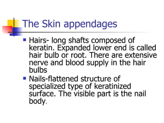 The Skin appendages <ul><li>Hairs- long shafts composed of keratin. Expanded lower end is called hair bulb or root. There ...