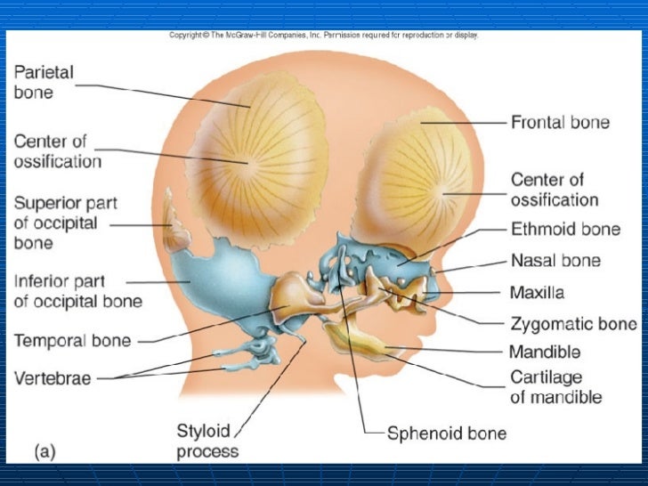 Anatomy & Physiology Slides