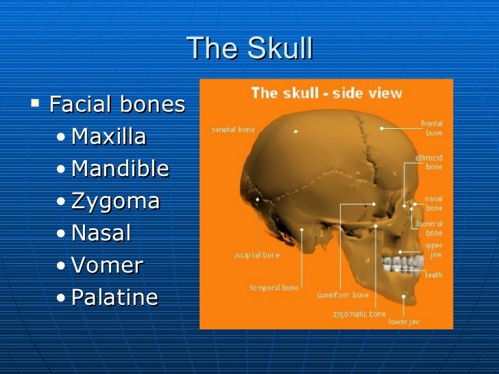 Anatomy & Physiology Slides
