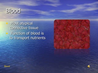 Blood Most atypical connective tissue Function of blood is to transport nutrients  Blood 