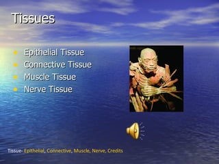 Tissues ,[object Object],[object Object],[object Object],[object Object],Tissue-  Epithelial ,  Connective ,  Muscle,  Nerve,  Credits 