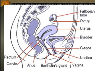Anatomy-Reproductive - female and male.ppt
