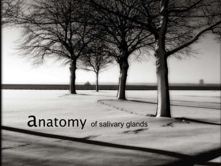 a natomy  of salivary glands 