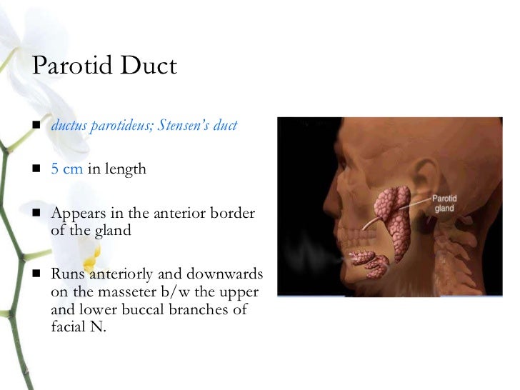 Anatomy salivary gland