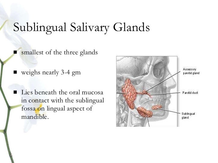 Anatomy salivary gland