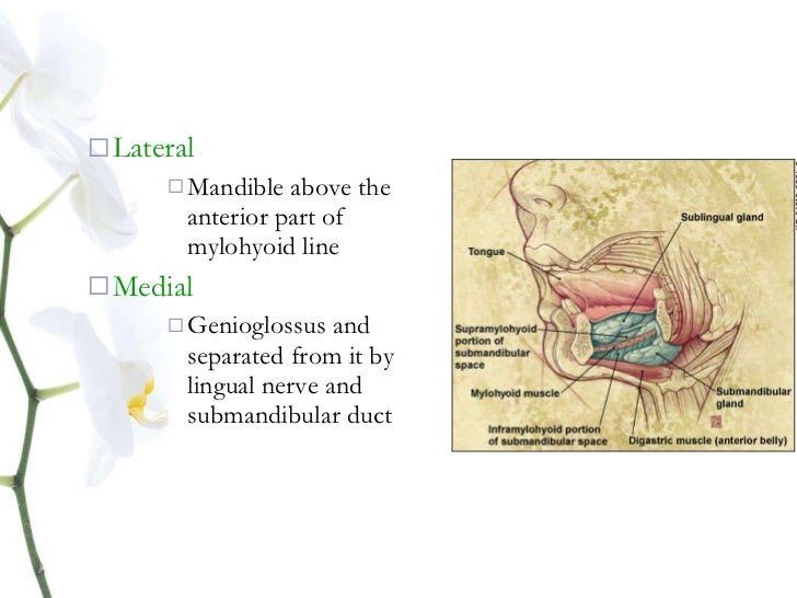 Anatomy salivary gland