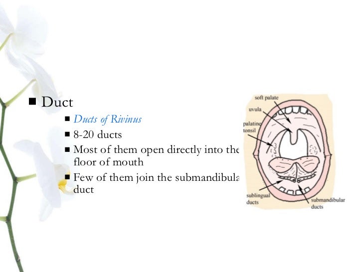Anatomy salivary gland