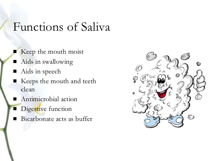 Anatomy salivary gland