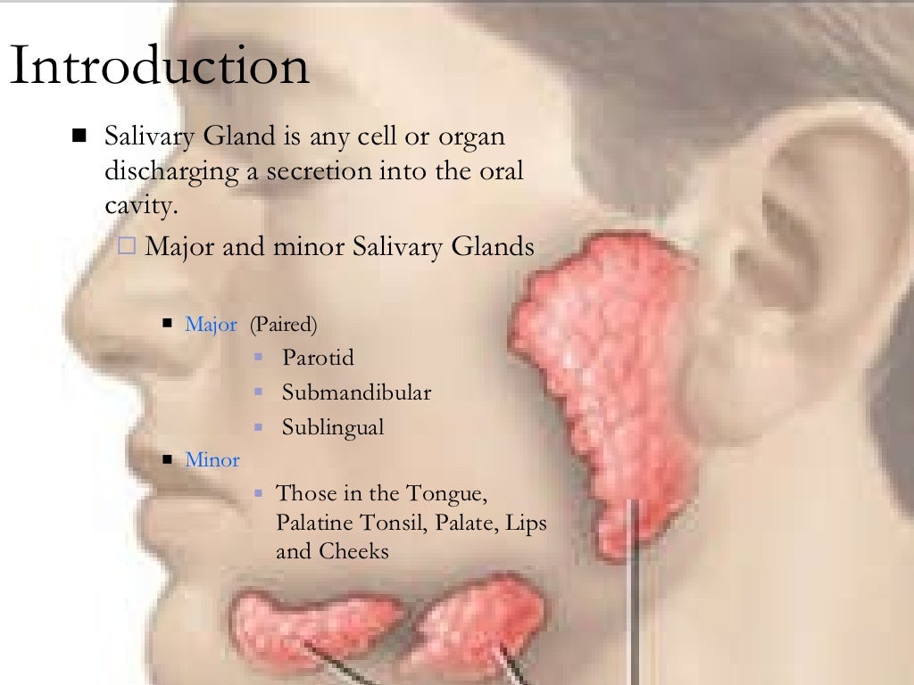 anatomy-salivary-gland