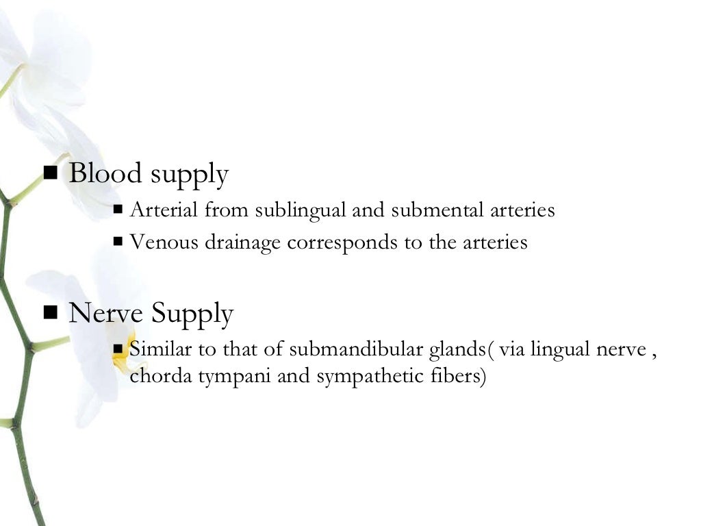 Anatomy salivary gland