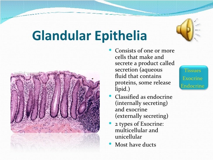 glandular epithelial tissue Glands, derived from the invagination and ingrowths of lining epithelia into underlying connective tissue, are composed mainly of epithelial cells in adults and are considered a type of epithelial tissue. glandular epithelial tissue Glands, derived from the invagination and ingrowths of lining epithelia into underlying connective tissue, are composed mainly of epithelial cells in adults and are considered a type of epithelial tissue.