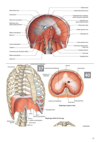 Anatomy thorax | PDF