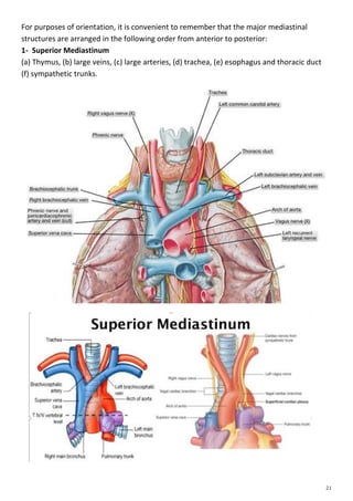 Anatomy thorax | PDF