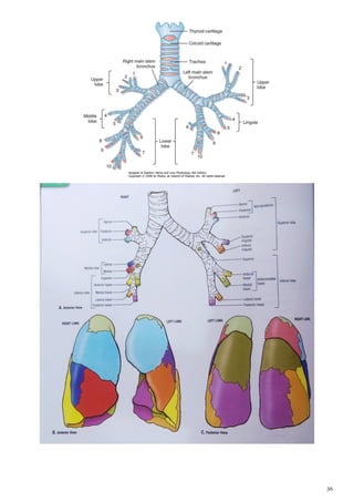 Anatomy thorax | PDF