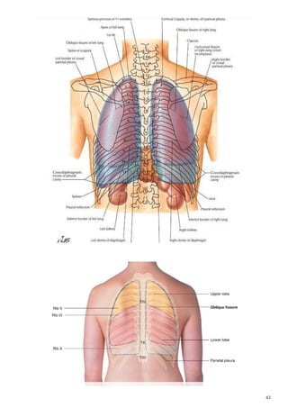 Anatomy thorax | PDF